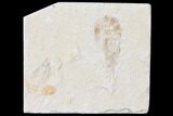 Cretaceous Fossil Shrimp - Lebanon #123862-1